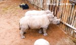 Lustiges Video : Wenn Nashorn-Babys die Milch ausgeht