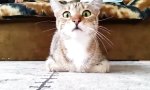 Funny Video : Katze schaut Horrorfilm