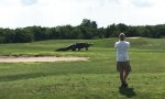 Rieisger Alligator schlendert über Golfplatz