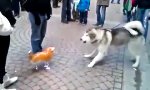 Husky vs aufblasbare Katze