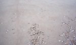 Funny Video - Was kommt da aus dem Sand?