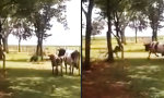 Ziege vs Kuh