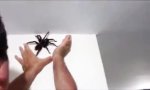 Kleine Spinne fangen