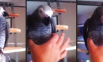 Funny Video - Quietsche-Papagei