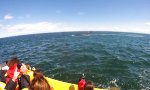 Funny Video : Ultimative Begegnung beim Whale Watching