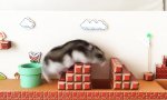 Funny Video : Super Hamster World