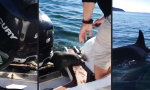 Funny Video : Auf der Flucht vor den Killerwalen