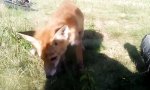 Movie : Hallo Herr Fuchs