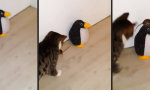 Funny Video : Maus und Katz