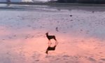 Lustiges Video : Gechilltes Gehopse zum Sonntag