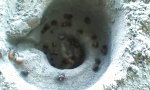 Natürliche Vortex-Krebsfalle