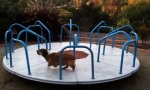 Funny Video - Corgi-Karussell