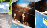 Lustiges Video : 3 Waschbären im Müllcontainer