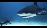 Lustiges Video : Die Hai-Tänzerin