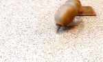 Funny Video : Schuppentier kämpft mit Gummibär
