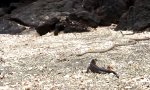 Lustiges Video : Iguana Todesparkur