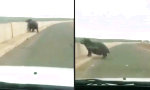 Lustiges Video - Wütendes Nilpferd