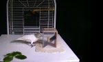 Lustiges Video : Mein Kakadu, der Werkzeugbauer