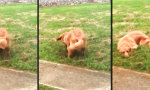 Movie : Hund und sein Schützengraben