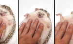 Sonic the Chillhog