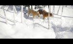 Drohne und Tiger im Schnee
