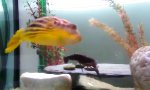 Lustiges Video : Stress im Aquarium