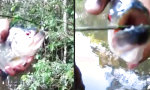 Lustiges Video : Piranha-Bisstest