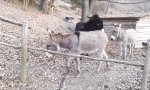 Funny Video - Ausbruch der Esel