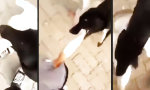 Lustiges Video : Hund rettet Herrchen vor Gans