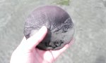 Movie : Sanddollar