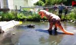 Lustiges Video - T-Rex und Alligator