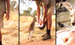 Funny Video : So tütet man ein Känguru ein