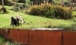 Movie : Entenjagd im Gorillagehege