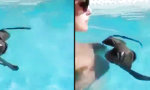 Funny Video - Nette Pool-Skills
