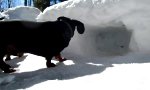 Funny Video : Wintersport mit dem Dackel