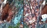 Hermelinchen im Baumstumpf