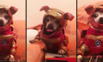 Funny Video : Iron Dog