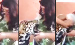 Großer Leoparden-Snack