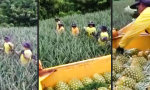 Funny Video : Ananas-Ernte mit System