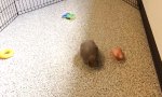 Lustiges Video - Des Gürteltiers Lieblingsspielzeug