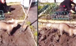 Lustiges Video - Bärige Gartenhilfe