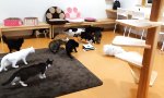 Lustiges Video : Staubsauger-Roboter im Katzenpalast