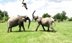 Der Elefanten-Akrobat