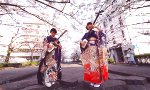 Shamisen unter Kirschblüten