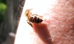 Movie : Sterben Bienen nach einem Stich?