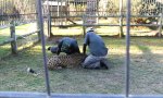 Lustiges Video : Geparden-Karussell