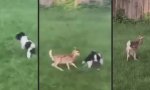 Bambi verteidigt seine Spielwiese