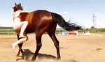 Movie : Pferd gibt Hilfestellung