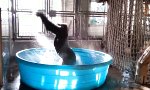Funny Video - Gorilla tanzt im Pool like a Maniac