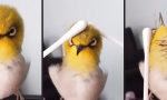 Lustiges Video : Wattestäbchen-Massage für kleinen Vogel